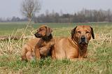 RODESIAN RIDGEBACK 122